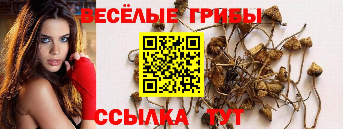 Галлюциногенные грибы Cubensis Сафоново